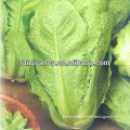 All Types Of Early Mature Lettuce Seeds For Sale